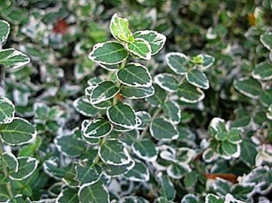 Unpretentious მარადმწვანე shrub თქვენი ბაღი - Forchuna Euonymus: გამწვანების და ზრუნვა სახლში