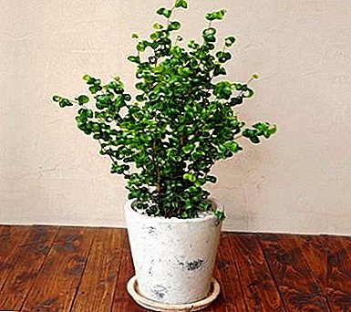 Unpretentious და ძალიან ლამაზი მცენარე - Ficus Benjamin "Barok"