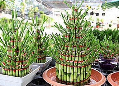 Planto sen pretendoj - Dracaena Sander (Bamboo Spiral, Sanderiana)