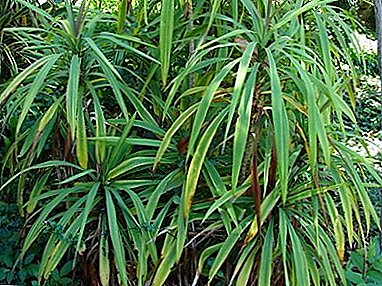 Unpretentious tropical plant Cordilina direct: home care rules