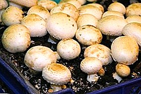 Simpleng mga tagubilin para sa isang masaganang ani o lahat ng bagay tungkol sa lumalaking champignons sa bahay