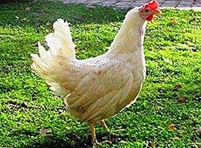 تخم گذاری نژادهای هیسکس می تواند با تعداد تخم مرغ شگفت زده شود