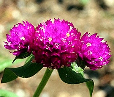 Unfading հմայք - ծաղիկ «Gomphrena Spherical»: աճող սերմերի եւ լուսանկարներ