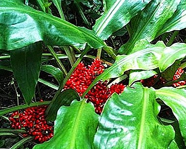 Tropic e hlakollang - "Palisota": tlhokomelo le setšoantšo sa semela