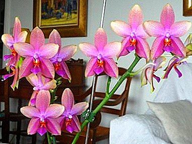 Нежен и мирис Phalaenopsis Liodoro