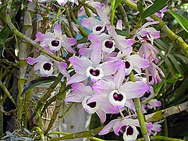 Te ataahua ataahua Dendrobium Orchid - whakaahua o te tipu, te whakawhiti i nga tohutohu i te kainga