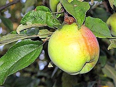 Pohon apel sing ukurane rendah - Kaping Snowdrop