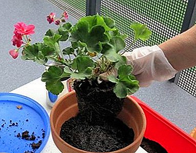 Novi život običnog geranijuma: kako presaditi biljku u drugom loncu?