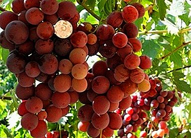 Anyar anggur anggur hibrid "Valery Voevoda"