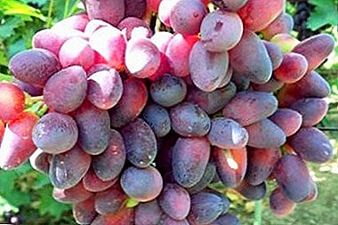 Cûreyek nû ya balkêş - beauty "grapes"