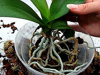 Je, orchid inahitaji sufuria nyingine? Vidokezo vya kuchagua chombo na hatua kwa hatua maagizo juu ya jinsi ya kupandikiza maua