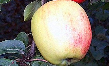 Drvo jabuka otporno na mraz Arkadik je lišeno zaslužene popularnosti