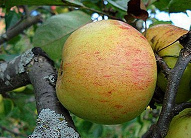 Изобилството на жетвата и одличниот вкус е демонстрирано од избраното јаболко дрво