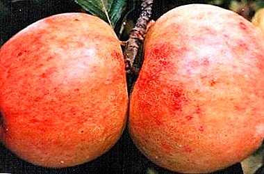 Բուսական բերք եւ համեղ պտուղներ `Յանիկովսկու խնձորի սորտերի