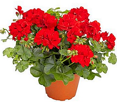 پرچر اور لمبائی کھلنے والی geraniums: کس طرح اور گھر میں یا dacha پر پلانٹ کھانا کھلانا ہے؟