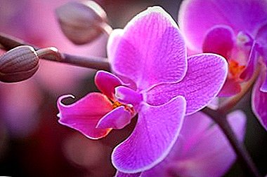 Sika amaqabunga e-orchid: kungenzeka futhi nini yenziwa kahle?
