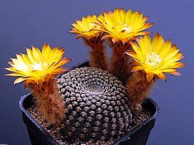 Harddwch hyfryd y blodau Lobivia cactus