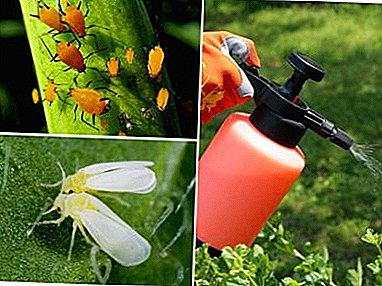 Revisión dos mellores remedios para a mosca branca e os pulgões: o seu uso e prezo