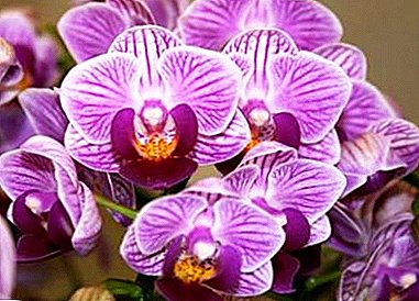 Sogo orkide malaza: Vivien sy Yukidan. Famaritana sy fikarakarana ao an-trano