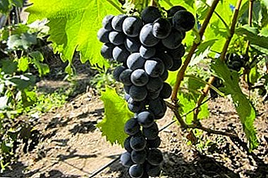 Jedna od najboljih sorti vina - Livadia Black