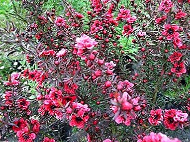 یکی از زیباترین نمایندگان خردل - Leptospermum