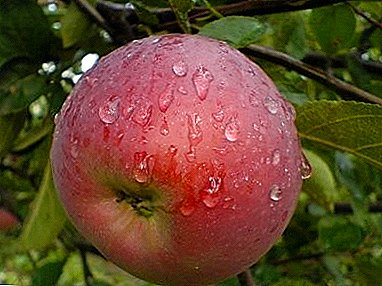 Një nga varietetet më të bukura greke - Apple Nymph