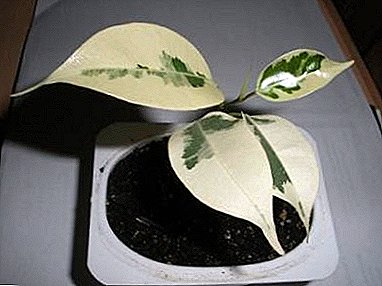 Ficus benjamina жана жаркыраган жана эн сулуу түрлөрүнүн бири - "Де-гантел"