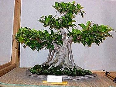 ʻO kekahi o ka ficus, kahi i kaulana i ka lāʻau bonsai - ficus "dull"