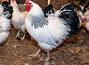 Një nga më të popullarizuara në Rusi - Pervomaiskaya race e pulave