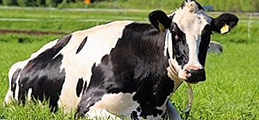 Unha das razas de vacas máis populares e populares é o leiteiro de Holstein.