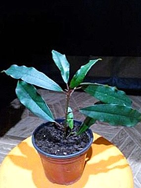 Една од најпознатите затворени растенија - фикусот "Мокламе"