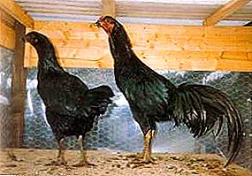 Impersonacija agresije - Sundanese Fighting Chickens