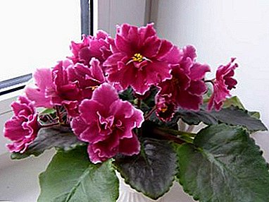 Përshkrimi dhe fotografia e Breeder Elena Korshunova violets: Shanghai Rose, Drejtkëmbës, Sharmel dhe të tjerët