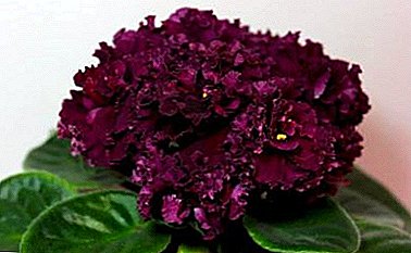 Nkọwapụta na foto nke ihe dị iche iche nke violets collectors Tarasov: AV-Mysterious Forest, Bomb, Tango na ndị ọzọ