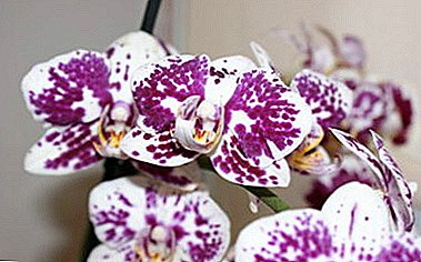 Опис и слика на тигар орхидеи. Суптилностите на грижата дома