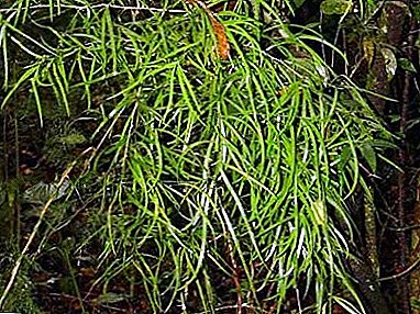 Përshkrimi i një bimë të thjeshtë Asparagus gjysmëhënës: Kujdesi në shtëpi, foto