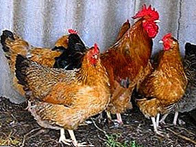 कोंबडीचे पेस्टुरिलोसिस आणि त्याचे लक्षणे, रोगाचा उपचार आणि प्रतिबंध यांचे वर्णन