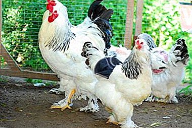 Descrición da galiña colombiana: aspecto, mantemento e coidados, así como fotos