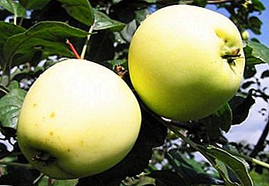 रोपे, काळजी, रोग आणि कीटक: गोल्डन ग्रीष्मकालीन सफरचंद प्रकारचे वर्णन