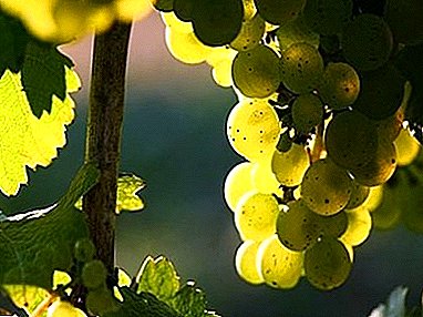 ძველი მსოფლიო ღვინის ჯიშის აღწერა - Riesling ყურძენი