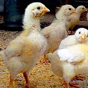 نوجوان مرغوں کو کھانا کھلانے کی تنظیم: غذائیت کو کیسے بنانے کے لئے تاکہ یہ پرندوں کی ترقی اور صحت کے لئے مؤثر ہے؟
