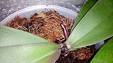 Orhideja bez točke rasta - kako je to moguće i što učiniti s tim?
