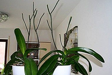 Orchid phalaenopsis ea fela, ke eng eo u lokelang ho e etsa haufi le boroa bo botle?