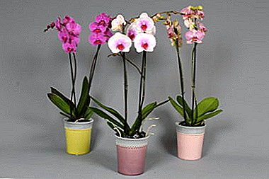 Maluwa a orchid samasamba pakhomo: Kodi mungapange bwanji phalaenopsis yokongola?