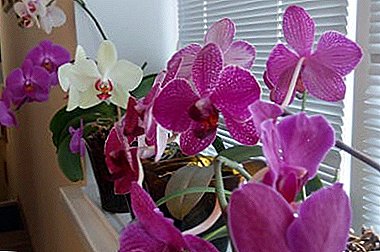 Orchid saatos cangkok - khusus perawatan kembang-kembang tropis anu mewah