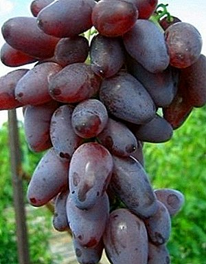 Varietet origjinal me popullaritet të lartë - rrush Amethyst Novocherkassky