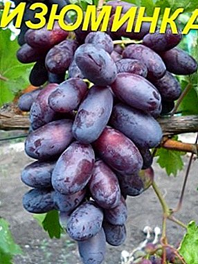 Izvorni izgled i ukusan ukus - grožđe Raisin