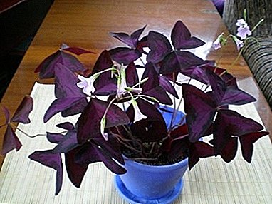 Karakteristike i nijanse brige za biljku Violet "Violet" (Oxalis) kod kuće