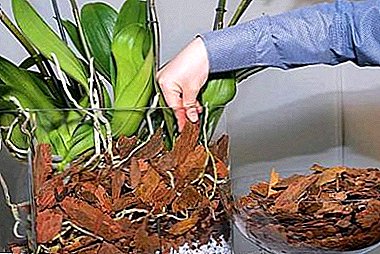Karakteristik nan jwenn orkide nan yon sistèm fèmen ak etap-pa-etap enstriksyon pou plante flè nan fason sa