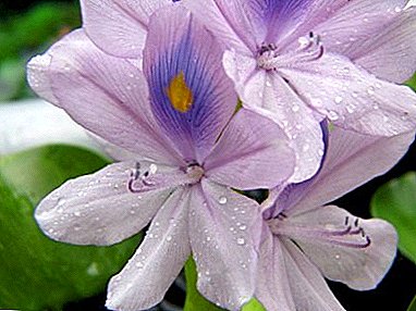Su Hyacinth və ya Eichorn əkilməsi və qayğı xüsusiyyətləri